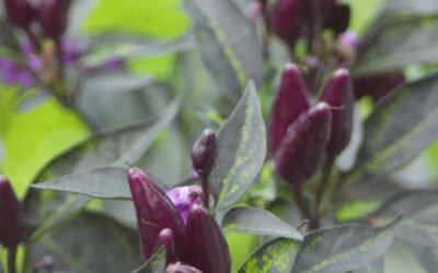 Plagas clave en berries: cómo actuar con biorracionales