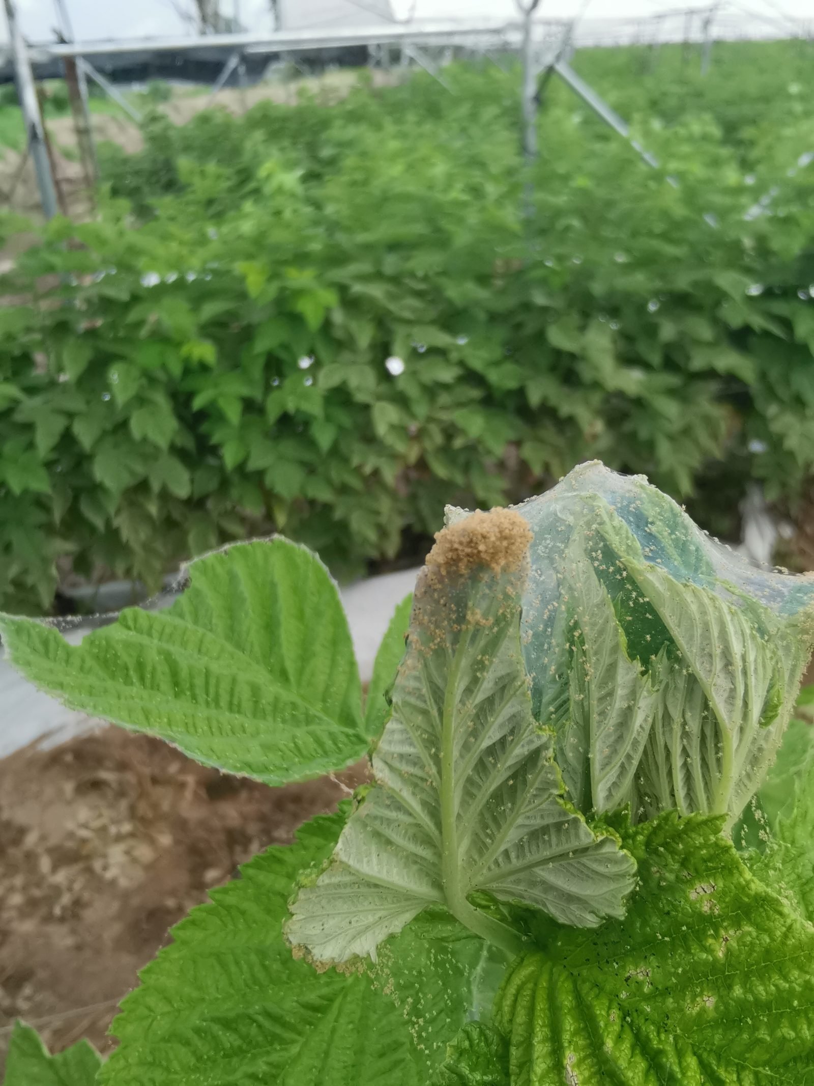 Telaraña en hoja de frambuesa por araña roja