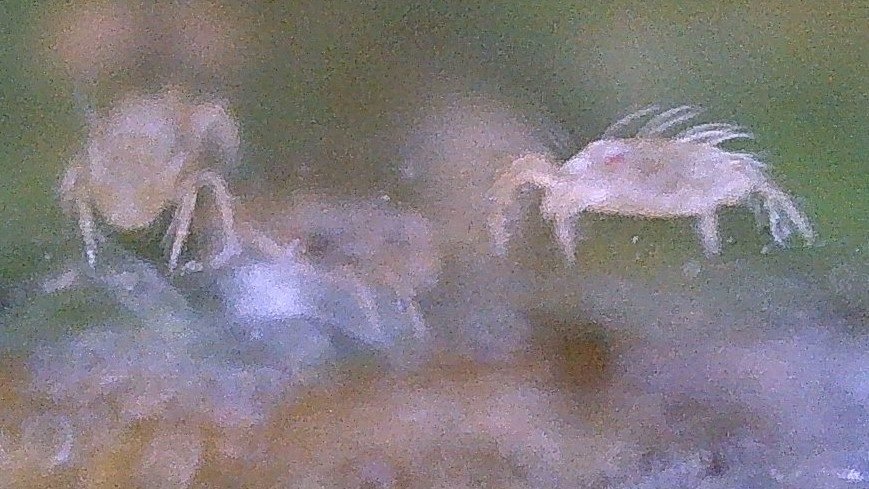 Ciclo de Tetranychus urticae: adulto y ninfa en hoja de frambuesa
