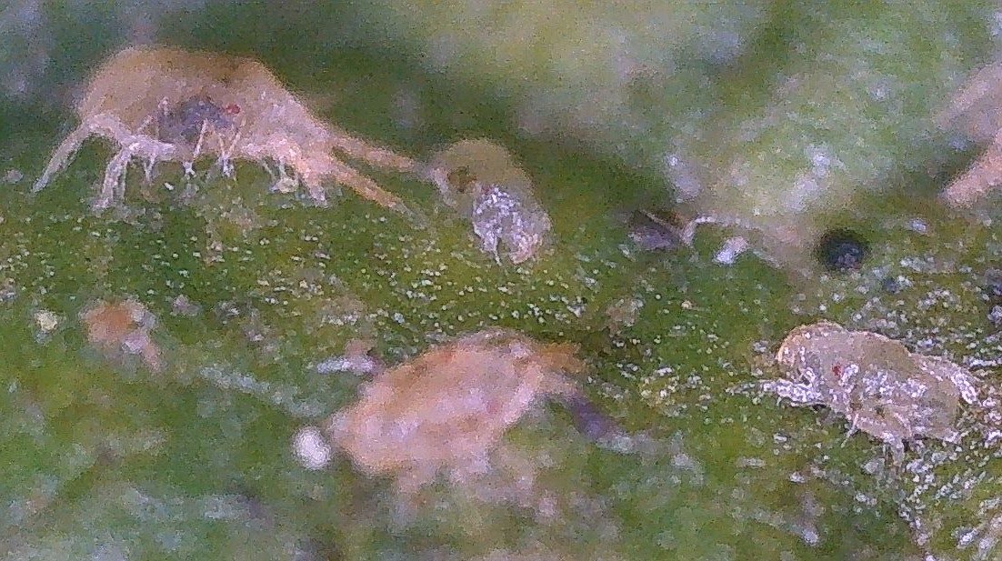 Colonia de araña roja en hoja de frambuesa — incidencia crítica