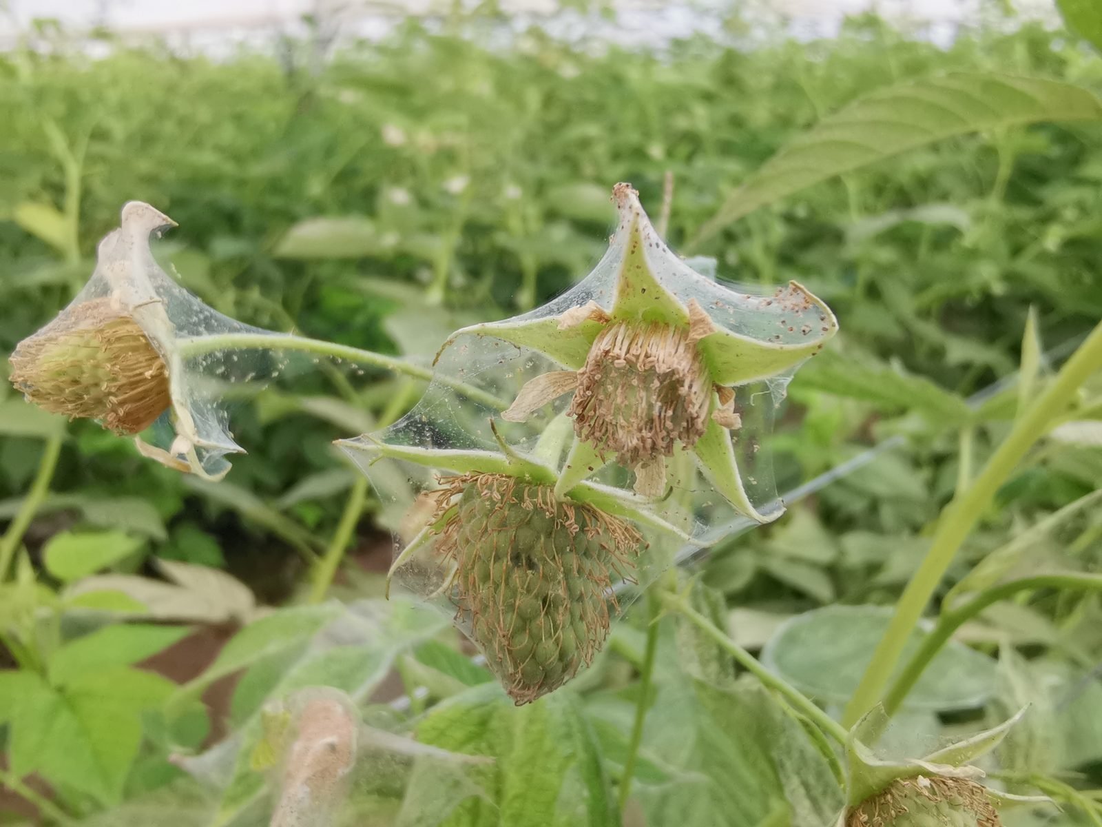 Daño severo por araña roja en frutos de frambuesa Jalisco