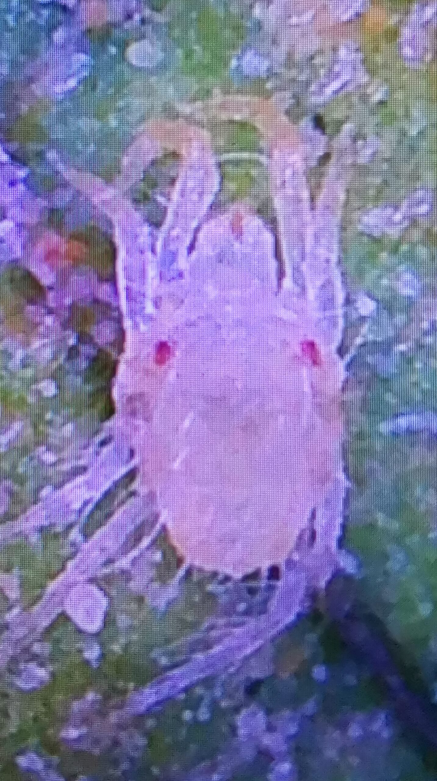 Araña roja Tetranychus urticae en envés de hoja de frambuesa — macro