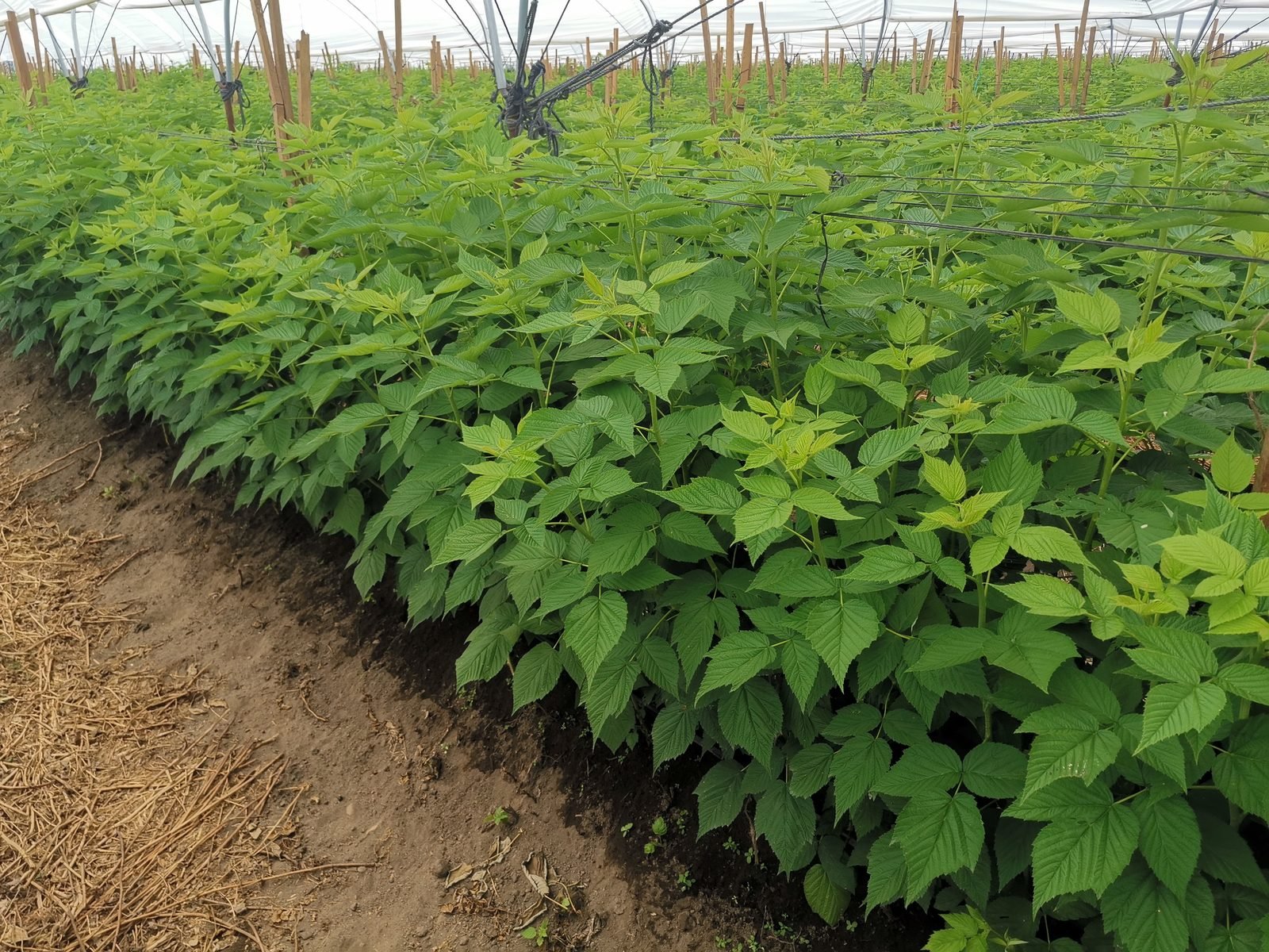 Cultivo sano de frambuesa en Jalisco bajo manejo biorracional