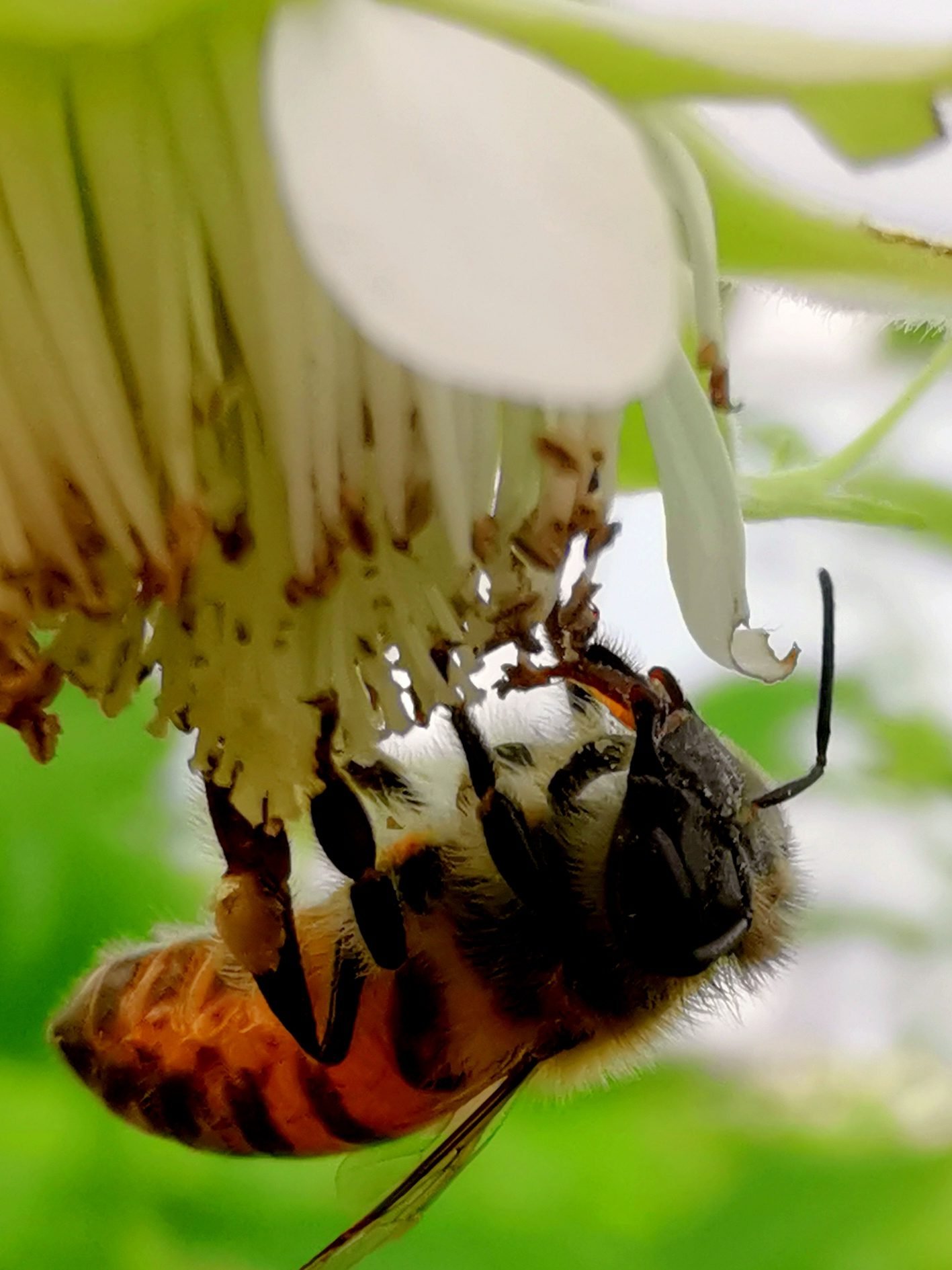 Fauna benéfica en cultivo de frambuesa — polinización y depredadores