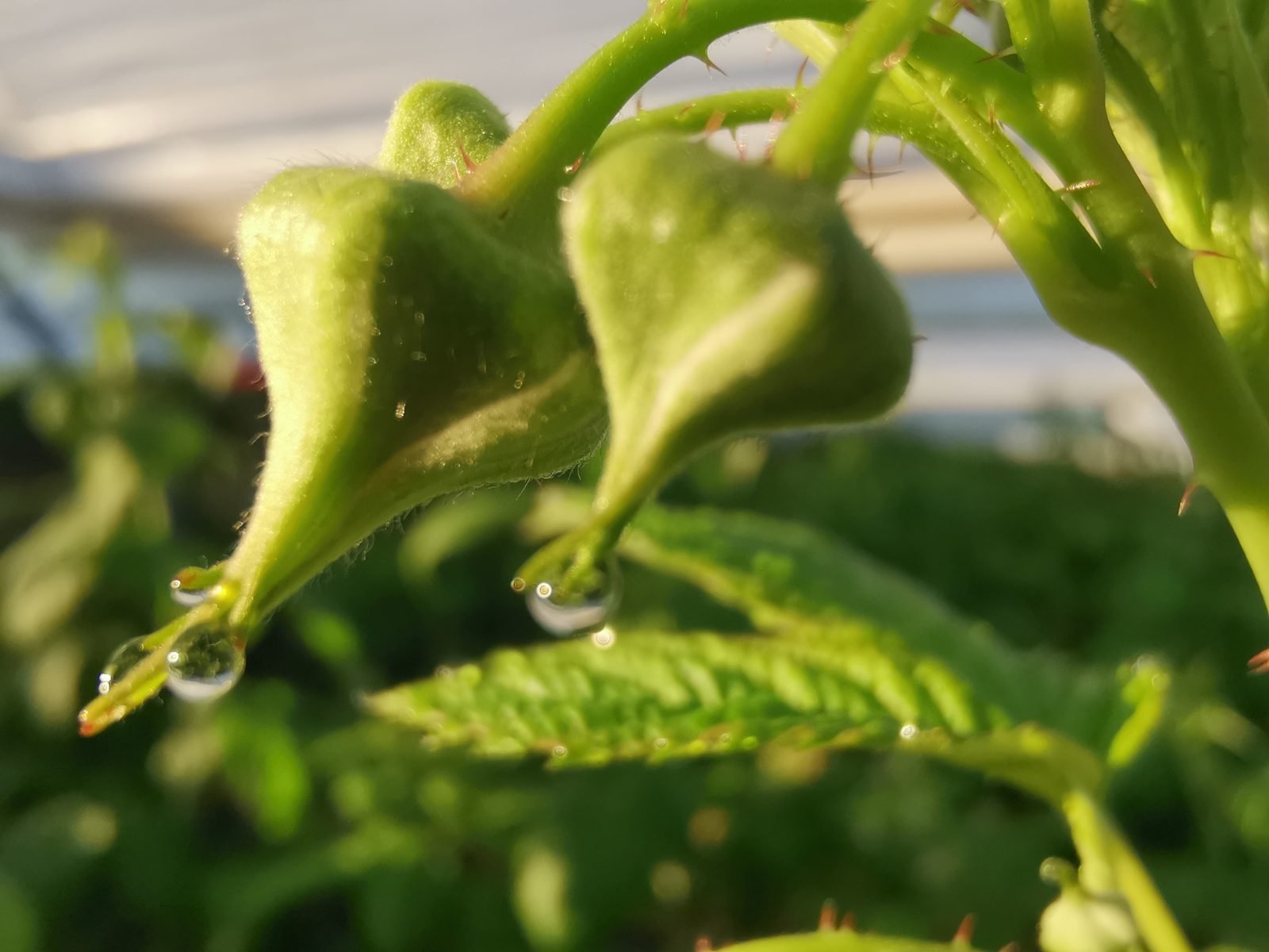 botones florales sanos de frambuesa bajo protocolo de manejo integrado