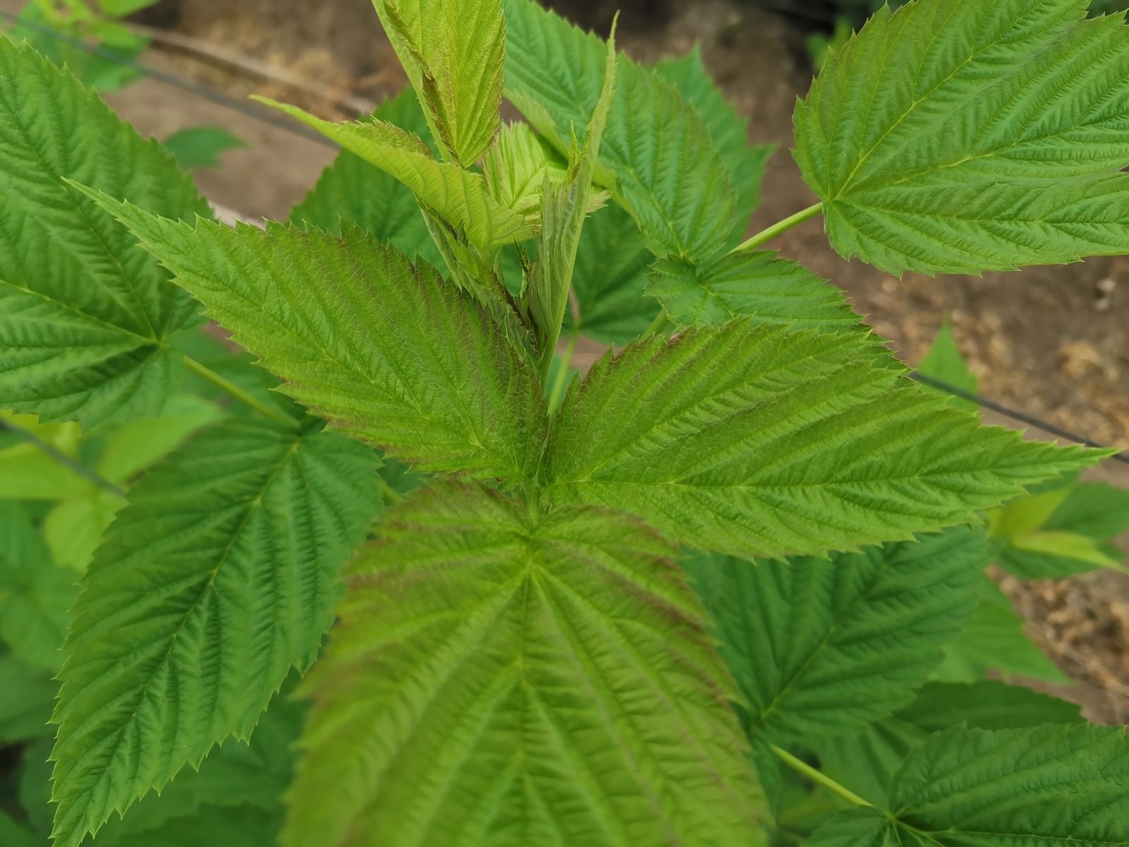 Hoja sana de frambuesa bajo manejo preventivo integrado